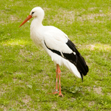 Stork
