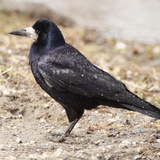 Crow