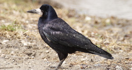 Crow