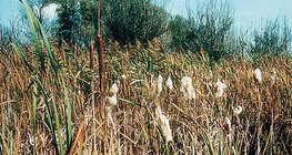 Typha (known as bulrush, or reedmace)