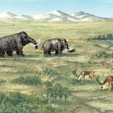 Flora and fauna of the ice age