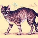 African wildcat, the ancestor of the domestic cat