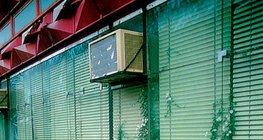 Plants living in stone and concrete crevices