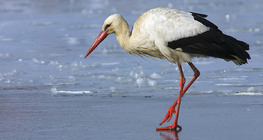 White stork on ice
