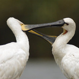 Eurasian spoonbills