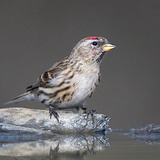 Lesser redpoll