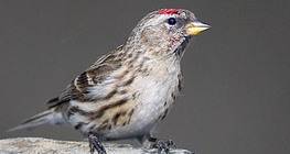 Lesser redpoll