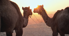 Camels in the desert
