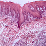 Напречен разрез на език (човек)