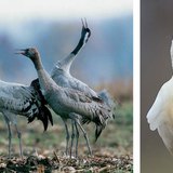 Krúgató darvak · Kanalas gém