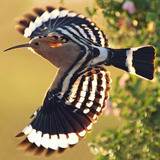 Hoopoe