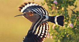 Hoopoe