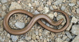Slow worm