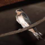 Common house martin