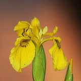 Yellow iris