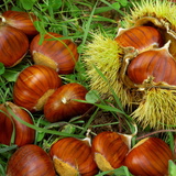 Sweet chestnut