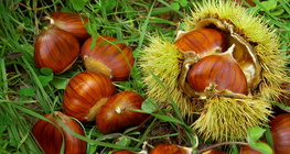 Sweet chestnut