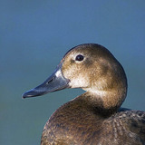 Common pochard (female)