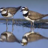 Common ringed plovers