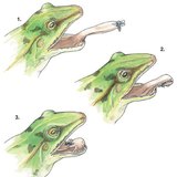 Tongue projection in frogs