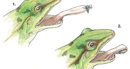 Tongue projection in frogs
