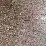 Human cerebral cortex with the different cell layers