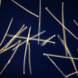 Sponge spicules (Suberites domuncula)