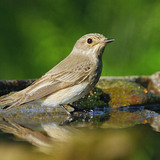Spotted flycatcher