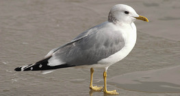 Caspian gull