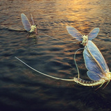 Mayflies