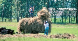 Stacking hay