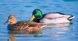 The mallard is the ancestor of the domestic duck