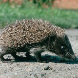 Hedgehog