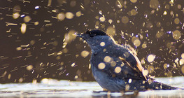 Eurasian blackcap bathing