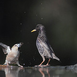 Черешарка и обикновен скорец