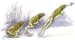 Jumping technique of a frog