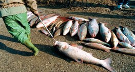 Dead fish after the 2000 Tisza cyanide spill