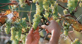 Grape harvest