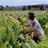 Tobacco harvest