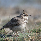 Crested lark