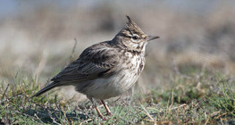 Crested lark