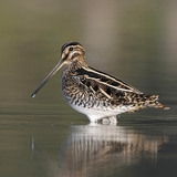 Common snipe