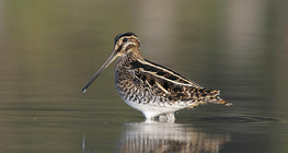 Common snipe