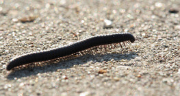 Millipede