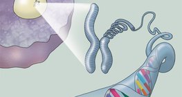 Structure of the DNA