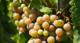 Bunch of grapes