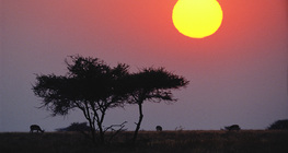 Sunrise over the savannah