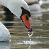 Mute swan