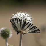 Scarce Swallowtail
