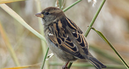 House sparrow